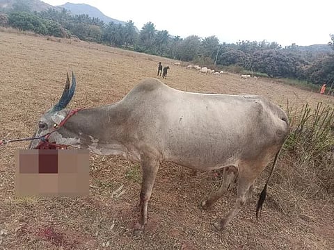 ನಾಡ ಬಾಂಬ್ ತಿಂದು ಹಸು ಬಾಯಿ ಛಿದ್ರಗೊಂಡಿರುವುದು