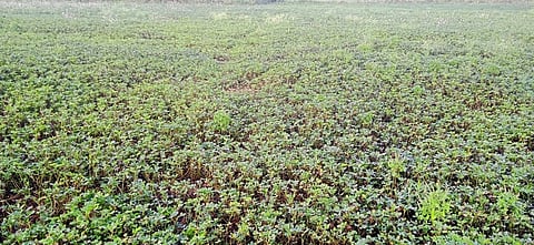 PEANUT ಕಂಠಿ ಶೇಂಗಾ ಫಸಲಿನ ಸ್ಥಿತಿ.