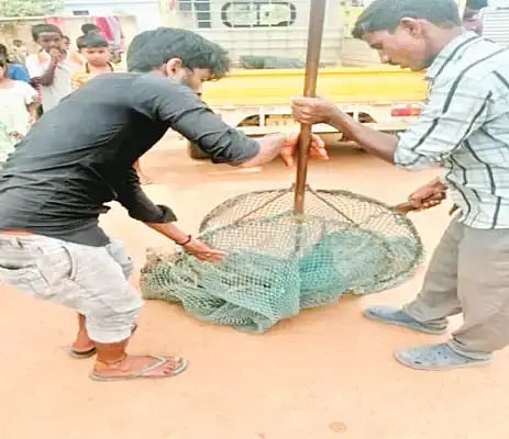 ಶಿಕಾರಿಪುರದಲ್ಲಿ ಬೀದಿ ನಾಯಿಗಳನ್ನು ಸೆರೆಹಿಡಿಯುತ್ತಿರುವುದು.