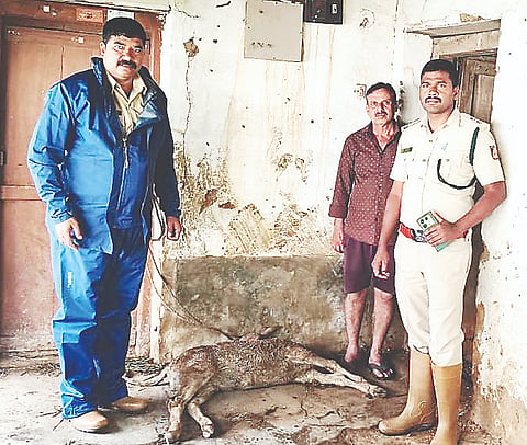 ಕಾಡಾನೆಗೆ ಬಲಿಯಾದ ಕರು.