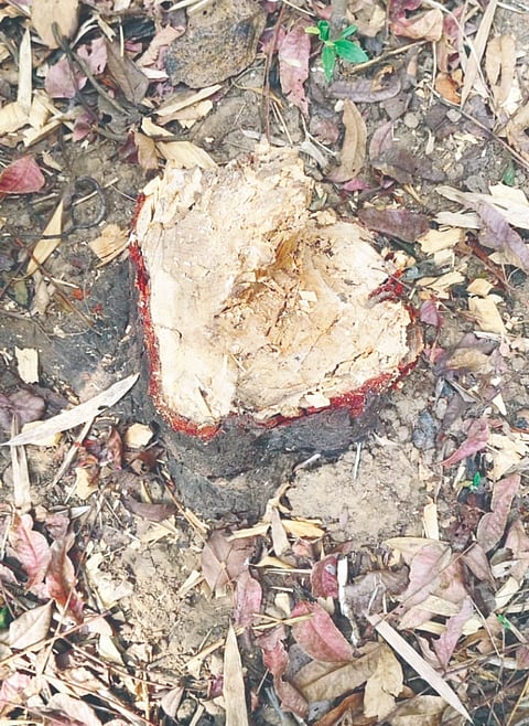 ಮುಂಡಗೋಡ ಶ್ರೀಗಂಧದ ಮರ ಕಳ್ಳತನವಾಗಿರುವುದು. 