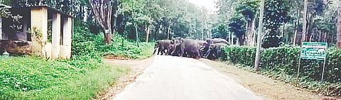 ಕಾಫಿ ತೋಟಗಳಲ್ಲಿ ಬೀಡುಬಿಟ್ಟಿದ್ದ ಕಾಡಾನೆಗಳ ಹಿಂಡು.