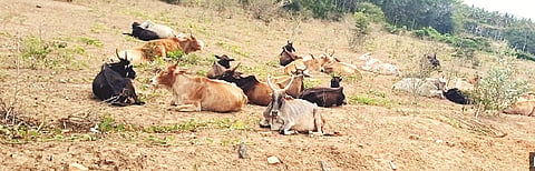 ಗುಂಡ್ಲುಪೇಟೆ ತಾಲೂಕಿನ ಮಂಗಲ ಗ್ರಾಮ ಪಂಚಾಯಿತಿ ವ್ಯಾಪ್ತಿಯ ಜಕ್ಕಹಳ್ಳಿ ಗ್ರಾಮದಲ್ಲಿ ಮೇವಿನ ಕೊರತೆಯಿಂದ ಬಡಕಲಾಗಿರುವ ಹಸುಗಳು.