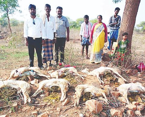ಅರಬಗೆರೆಯಲ್ಲಿ ಯೂರಿಯಾ ಮಿಶ್ರಿತ ನೀರು ಕುಡಿದು ಮೃತಪಟ್ಟ ಕುರಿಗಳು. 