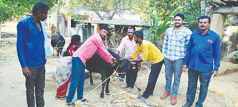 ರಾಸುಗಳ ಆರೋಗ್ಯಕ್ಕಾಗಿ ಲಸಿಕೆ calves