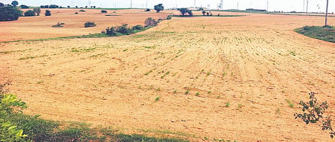 ಯರಮ್ಮನಹಳ್ಳಿಯಲ್ಲಿ ರಾಗಿ ಬೆಳೆ ಹಾಳಾಗಿರುವುದು. 