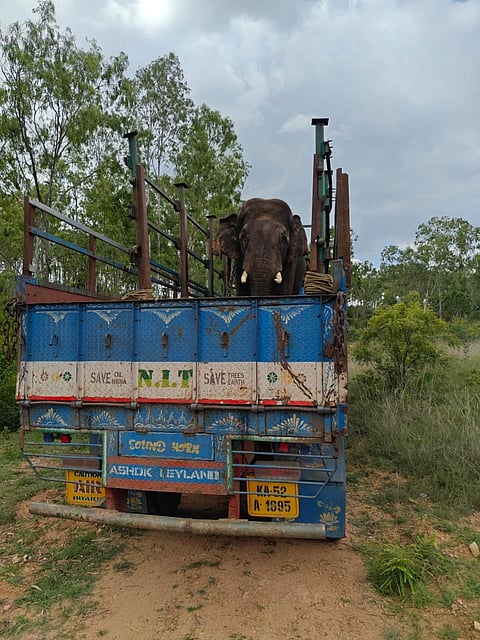 ಚನ್ನಪಟ್ಟಣ ತಾಲೂಕಿನ ಚಿಕ್ಕಮಣ್ಣುಗುಡ್ಡೆ ಅರಣ್ಯ ಪ್ರದೇಶದಲ್ಲಿ ಪುಂಡಾನೆ ಸೆರೆ ಹಿಡಿದ ಅರಣ್ಯ ಸಿಬ್ಬಂದಿ.