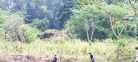 ಮದ್ದೂರು ತಾಲೂಕಿನ ತೈಲೂರು ಕೆರೆಯಲ್ಲಿ ಬೀಡು ಬಿಟ್ಟಿರುವ ಆನೆಗಳು.