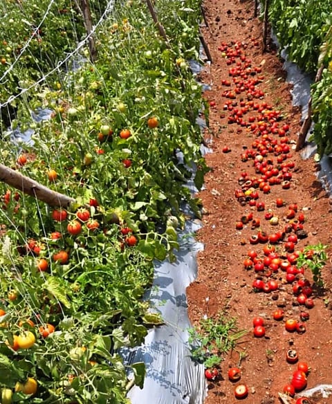 ನಕಲಿ ಬಿತ್ತನೆ ಬೀಜ ವಿತರಿಸಿಸ ಕಂಪನಿ ವಿರುದ್ಧ ಕ್ರಮಕ್ಕೆ seeds
