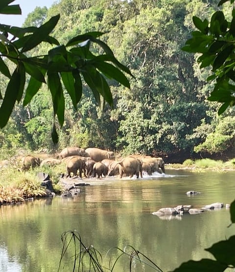 ಕಾವೇರಿ ದಾಟಿದ ಕಾಡಾನೆಗಳ ಹಿಂಡು.