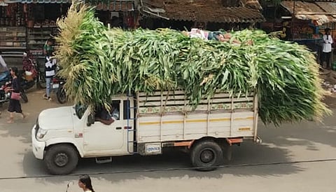ಗುಂಡ್ಲುಪೇಟೆ ತಾಲೂಕಿಗೆ ನೆರೆರಾಜ್ಯಗಳಿಂದ ಹಸಿ ಮೇವುವನ್ನು ರೈತರು ಟ್ರ್ಯಾಕ್ಟರ್ ಮೂಲಕ ಸಾಗಾಣೆ ಮಾಡುತ್ತಿರುವುದು.