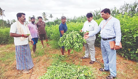 ಶಿಡ್ಲಟ್ಟ ತಾಲೂಕಿನ ವರದನಾಯಕನಹಳ್ಳಿಯಲ್ಲಿ ಹಿಪ್ಪುನೇರಳೆ ತೋಟಕ್ಕೆ ವಿಷಕಾರಿ ರಾಸಾಯನಿಕ ಸಿಂಪಡಿಸಿದ ಪರಿಣಾಮ ರೇಷ್ಮೆ ಕೃಷಿಗೆ ಹಾನಿಯಾಗಿರುವುದನ್ನು ರೇಷ್ಮೆ ಇಲಾಖೆ ಸಹಾಯಕ ನಿರ್ದೇಶಕ ಅಕ್ಮಲ್​ ಪಾಷಾ, ರೇಷ್ಮೆ ವಿಸ್ತರಣಾಧಿಕಾರಿ ಜಗದೇವಪ್ಪ ಗುಗ್ಗರಿ ಸ್ಥಳಕ್ಕೆ ಭೇಟಿ ನೀಡಿ ಪರಿಶೀಲಿಸಿದರು.