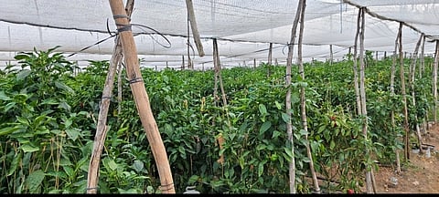 ಕೃಷಿಗೆ ಪಾಲಿಹೌಸ್​ ಎಂಬ ಹೈಟೆಕ್​ ಸ್ಪರ್ಶ Polyhouse