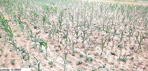 ತಿ.ನರಸಿಪುರ ತಾಲೂಕಿನ ಕರೋಹಟ್ಟಿ ಗ್ರಾಮದ ಬಳಿಯಿರುವ ಕಬಿನಿ ಬಲದಂಡೆ ನಾಲೆ ನೀರಿಲ್ಲದೆ ಒಣಗಿರುವುದು.