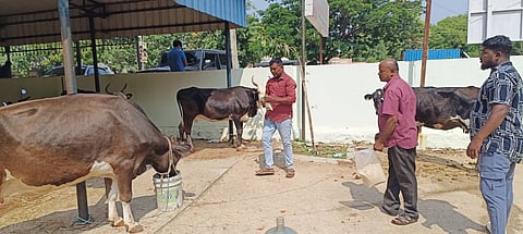 ದೊಡ್ಡಬಳ್ಳಾಪುರದ ಗ್ರಾಮಾಂತರ ಪೊಲೀಸ್​ ವಶಕ್ಕೆ ಪಡೆದ ಹಸುಗಳು. 