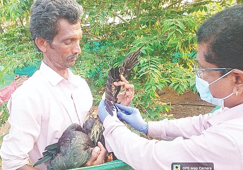 ಲೊಕ್ಕನಹಳ್ಳಿಯಲ್ಲಿ ಗ್ರಾಮದಲ್ಲಿ ಪಶು ಪಾಲನಾ ಇಲಾಖೆಯಿಂದ ಕೋಳಿಗೆ ಲಸಿಕೆ ಹಾಕಲಾಯಿತು.