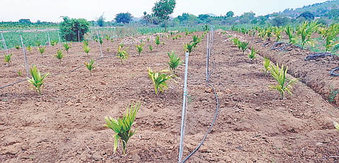 ಬ್ಯಾಡಗಿ ತಾಲೂಕಿನ ಘಾಳಪೂಜಿ ಗ್ರಾಮದಲ್ಲಿ ಅಡಿಕೆ (Areca nut plantation) ಸಸಿಗಳಿಗೆ ಹನಿ ನೀರಾವರಿ ವ್ಯವಸ್ಥೆ.