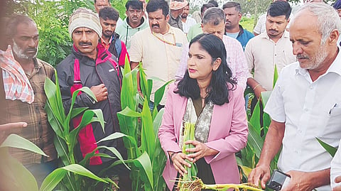  ಆಲೂರು ತಾಲೂಕಿನ ಕದಾಳು ಗ್ರಾಮದಲ್ಲಿ ಬಿಳಿಸುಳಿ ರೋಗಕ್ಕೆ ತುತ್ತಾಗಿರುವ ಮುಸುಕಿನಜೋಳ ಬೆಳೆಯನ್ನು ಹಾಸನ ಜಿಲ್ಲಾಧಿಕಾರಿ ಕೆ.ಎಸ್.ಲತಾಕುಮಾರಿ ಪರಿಶೀಲಿಸಿದರು.