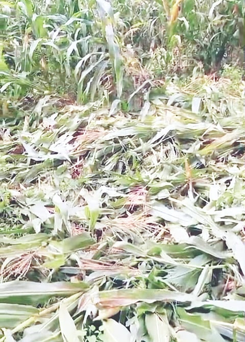 ಹಾವಿನಮೂಲೆಯಲ್ಲಿ ಕುನ್ನಮ್ಮ ಅವರ ಜಮೀನಿಗೆ ಕಾಡಾನೆಗಳು ಲಗ್ಗೆ ಇಟ್ಟು ಮುಸುಕಿನ ಜೋಳದ ಫಸಲನ್ನು ನಾಶಪಡಿಸಿರುವುದು. 