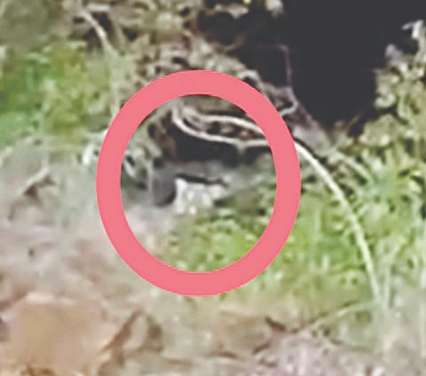 ಕಕ್ಕೆಹೊಲದಲ್ಲಿ ಕಾಣಿಸಿಕೊಂಡ ಚಿರತೆ