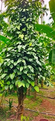 ಕಾಳು ಮೆಣಸಿನ ಗಿಡ.. 