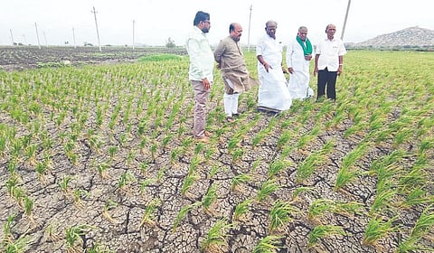 ನಿಟ್ಟೂರು ಗ್ರಾಮದಲ್ಲಿ ಭತ್ತದ ಗದ್ದೆ ನೀರಿಲ್ಲದೆ ಒಣಗಿರುವುದನ್ನು ಮಾಜಿ ಶಾಸಕ ಎಂ.ಎಸ್.ಸೋಮಲಿಂಗಪ್ಪ ಪರಿಶೀಲಿಸಿದರು. 