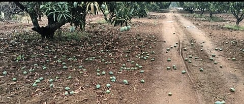ಆಲಿಕಲ್ಲು ಮಳೆಗೆ ನೆಲಕ್ಕಚ್ಚಿದ ಮಾವು Mango tree