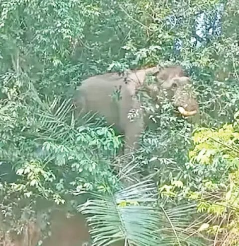 ಮೂಡಿಗೆರೆ ತಾಲೂಕು ಚಾರ್ಮಾಡಿ ಘಾಟ್ ರಾಷ್ಟ್ರೀಯ ಹೆದ್ದಾರಿ ಬದಿಯ ಎತ್ತರ ಪ್ರದೇಶದಲ್ಲಿ ಬುಧವಾರ ಒಂಟಿ ಕಾಡಾನೆ ಕಾಣಿಸಿಕೊಂಡಿರುವುದು.
