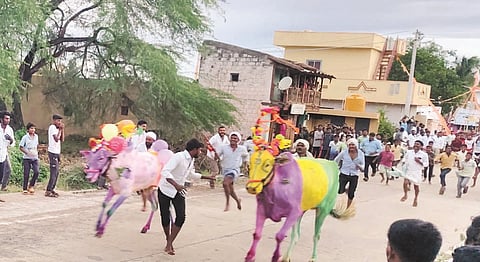 ಮುಗಳಿಹಾಳ ಗ್ರಾಮದಲ್ಲಿ ಕಾರ ಹುಣ್ಣಿಮೆ ಅಂಗವಾಗಿ ಶೃಂಗರಿಸಿದ ಎತ್ತುಗಳನ್ನು ಓಡಿಸಲಾಯಿತು.
