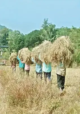 ಬೈಸೆ ಗ್ರಾಮದ ವಿಶಾಲವಾದ ಗದ್ದೆಯಲ್ಲಿ ಭತ್ತ ಕೊಯ್ಲು ಮಾಡಿ ಹೊರೆ ಹೊತ್ತು ಸಾಗುತ್ತಿರುವ ಕೃಷಿಕರು.