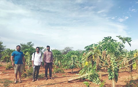 ಕನಕಗಿರಿ ಬಂಕಾಪುರದಲ್ಲಿ ಪಪ್ಪಾಯ ಬೆಳೆ ನೆಲಕಚ್ಚಿರುವುದು.