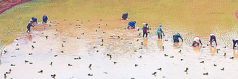 ಸೋಮವಾರಪೇಟೆ ಸಮೀಪದ ಕೂತಿ ಗ್ರಾಮದ ದಿನೇಶ್ ಅವರ ಗದ್ದೆಯಲ್ಲಿ ನಾಟಿ ಕೆಲಸ ನಡೆಯುತ್ತಿರುವುದು. 