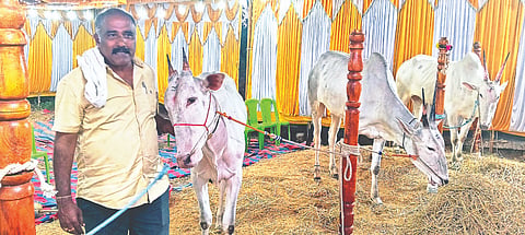ಬನ್ನೂರಿನಲ್ಲಿ ಹೇಮಾದ್ರಂಬ ಜಾತ್ರಾ ಮಹೋತ್ಸವದ ಅಂಗವಾಗಿ ಹಳ್ಳಿಕಾರ್ ತಳಿಯ ರಾಸುಗಳ ಪ್ರದರ್ಶನ ನಡೆಯುತ್ತಿದ್ದು, ಸಿದ್ದರಾಮುರವರ ಹಳ್ಳಿಕಾರ್ ತಳಿಯ ರಾಸುಗಳು ಪ್ರಮುಖ ಆಕರ್ಷಣೀಯವಾಗಿದೆ.