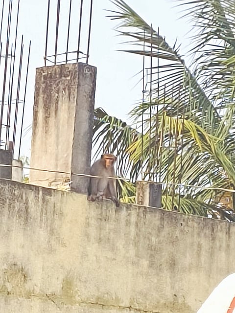 ಯಡ್ರಾಮಿ ಪಟ್ಟಣದ ವಿನಾಯಕ ನಗರದ ಮನೆಯೊಂದರ ಮೇಲೆ ಕುಳಿತಿರುವ ಮಂಗ.