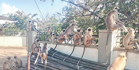 ಹುಲಸೂರು ತಾಲೂಕಿನ ದೇವನಾಳ ಗ್ರಾಮದ ರಸ್ತೆ ಬದಿ ಕುಡಿಯುವ ನೀರಿಗಾಗಿ ಕಾಯುತ್ತಿರುವ ಮಂಗಗಳು. 
