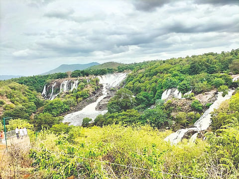 ಕೊಳ್ಳೇಗಾಲ ತಾಲೂಕಿನ ಸುಪ್ರಸಿದ್ಧ ಭರಚುಕ್ಕಿ ಜಲಪಾತ ಕಳೆಗಟ್ಟಿರುವುದು.