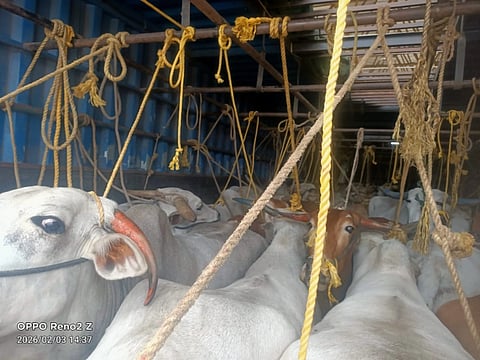 ಕಸಾಯಿಖಾನೆಗೆ ಸಾಗಿಸುತ್ತಿದ್ದ 37 ಹಸುಗಳ ರಕ್ಷಣೆ cows rescued