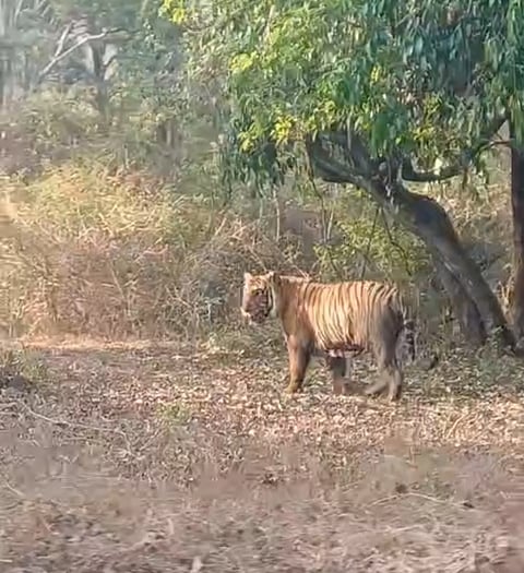 ಮಾಲ್ತಾರೆ ಅರಣ್ಯ ಮಾರ್ಗದಲ್ಲಿ ಹುಲಿ ದರ್ಶನ.