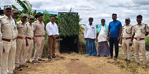 ಚಿರತೆ ಸೆರೆಗಾಗಿ ಗೆದ್ದಲಮರಿಯಲ್ಲಿ ಬೋನು ಅಳವಡಿಸಿದ ಅರಣ್ಯ ಇಲಾಖೆ ಅಧಿಕಾರಿಗಳು.