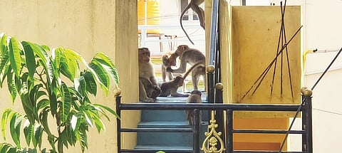 ಮಾಗಡಿ ಎನ್​ಇಎಸ್​ ಬಡಾವಣೆಯ ನಿವಾಸಿಗಳ ಮನೆಯ ಮೇಲೆ ಕುಳಿತಿರುವ ಕೋತಿಗಳು.