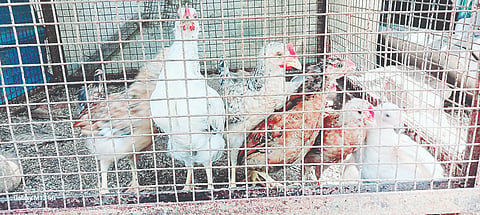 ಕಾಳೇಗೌಡ ಅವರು ನಾಟಿಕೋಳಿಗಳನ್ನು ಸಾಕಿರುವುದು.