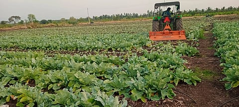 ಚಾಮರಾಜನಗರ ತಾಲೂಕಿನ ಹೊನ್ನೂರು ಗ್ರಾಮದಲ್ಲಿ ರೈತ ಮುಖಂಡ ಬಸವಣ್ಣ ಅವರ ಜಮೀನಿನಲ್ಲಿ ಹೂ ಕೋಸನ್ನು ಉಳುಮೆ ಮಾಡುತ್ತಿರುವುದು.