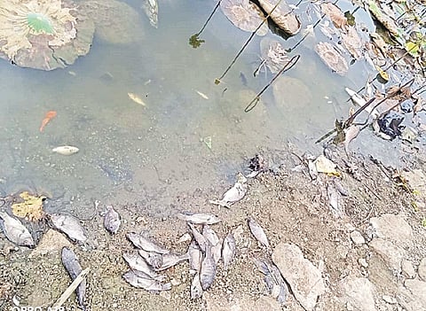   ಹನಗೋಡು ಹೋಬಳಿಯ  ಬೀರತಮ್ಮನಹಳ್ಳಿಯ ದೊಡ್ಡಕೆರೆಯಲ್ಲಿ ಮೀನುಗಳು ಮೃತಪಟ್ಟಿರುವುದು.