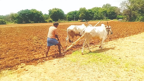  ಮಾಯಕೊಂಡ ಹೋಬಳಿ ಹುಚ್ಚವ್ವನಹಳ್ಳಿ ಗ್ರಾಮದಲ್ಲಿ ಜಮೀನನ್ನು ಉಳುಮೆ ಮಾಡುತ್ತಿರುವ ರೈತ. crop