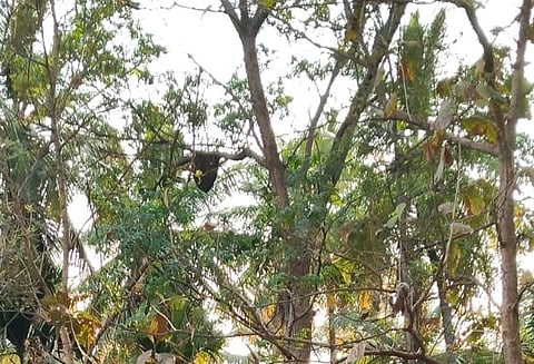 ರುದ್ರಭೂಮಿಯಲ್ಲಿ ಜೇನು ಕಟ್ಟಿರುವುದ
