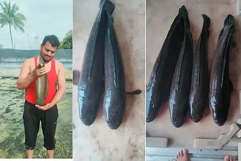 FISH ಹಾವೇರಿ ತಾಲೂಕಿನ ಕಂಚಾರಗಟ್ಟಿ ಗ್ರಾಮದ ಯುವ ರೈತ ಯಾಸೀನ್ ಅಬ್ದುಲ್‌ಸಾಬ್ ಮುಜಾವರ ಎಂಬುವವರು ಮರೆಲ್ ಮೀನು ಕೃಷಿ ಮಾಡಲಾಗುತ್ತಿದೆ.
