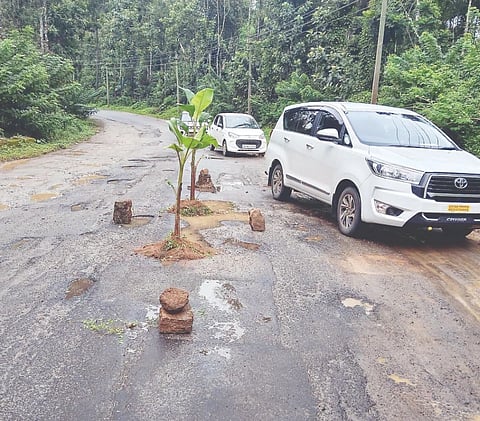 ವಿರಾಜಪೇಟೆ-ಮಡಿಕೇರಿ ಸಂಪರ್ಕ ಕಲ್ಪಿಸುವ ಹೆದ್ದಾರಿಯಲ್ಲಿ ಕಾಕೋಟುಪರಂಬು ನಾಲ್ಕೇರಿ ಬಳಿ ಬಾಳೆಗಿಡ ನೆಟ್ಟಿರುವುದು.