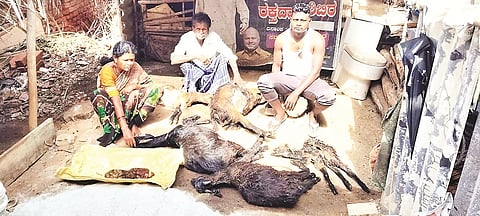  ಕುದುರಗುಂಡಿ ಗ್ರಾಮದಲ್ಲಿ ಬೀದಿ ನಾಯಿಗಳ ದಾಳಿಗೆ 5 ಕುರಿಗಳು ಬಲಿಯಾಗಿರುವುದು.