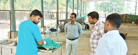 ಸಾಗರ ನಗರಸಭೆಯಿಂದ ಬೀದಿ ನಾಯಿಗಳ ಸಂತಾನಶಕ್ತಿ ಹರಣ ಶಸ್ತ್ರಚಿಕಿತ್ಸೆ ಮಾಡುತ್ತಿರುವುದು.