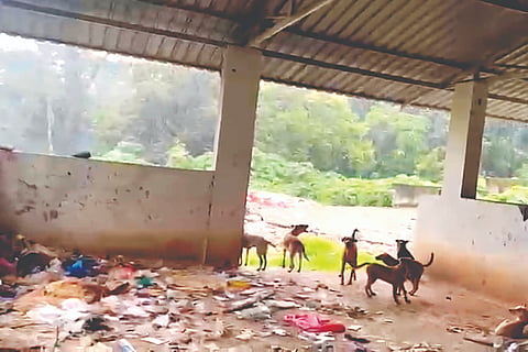 ಸುಂಟಿಕೊಪ್ಪ ಗ್ರಾಮ ಪಂಚಾಯಿತಿ ವ್ಯಾಪ್ತಿಯ ಕಸ ವಿಲೇವಾರಿ ಘಟಕದಲ್ಲಿ ಕಸ ವಿಲೇವಾರಿ ಜಾಗದಲ್ಲಿ ಬೀದಿ ನಾಯಿಗಳ ಹಿಂಡು.